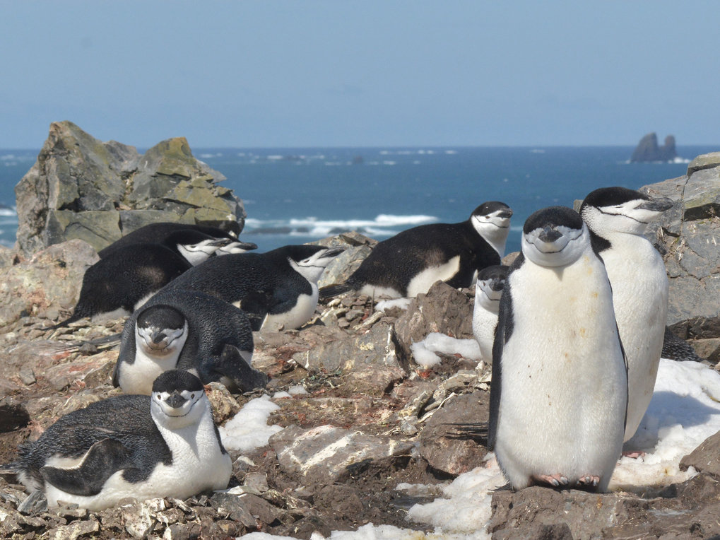 危険な環境に営巣するペンギンは、数秒間のマイクロスリープによって大量の睡眠を得る(Penguins obtain large quantities of sleep via seconds-long microsleeps)