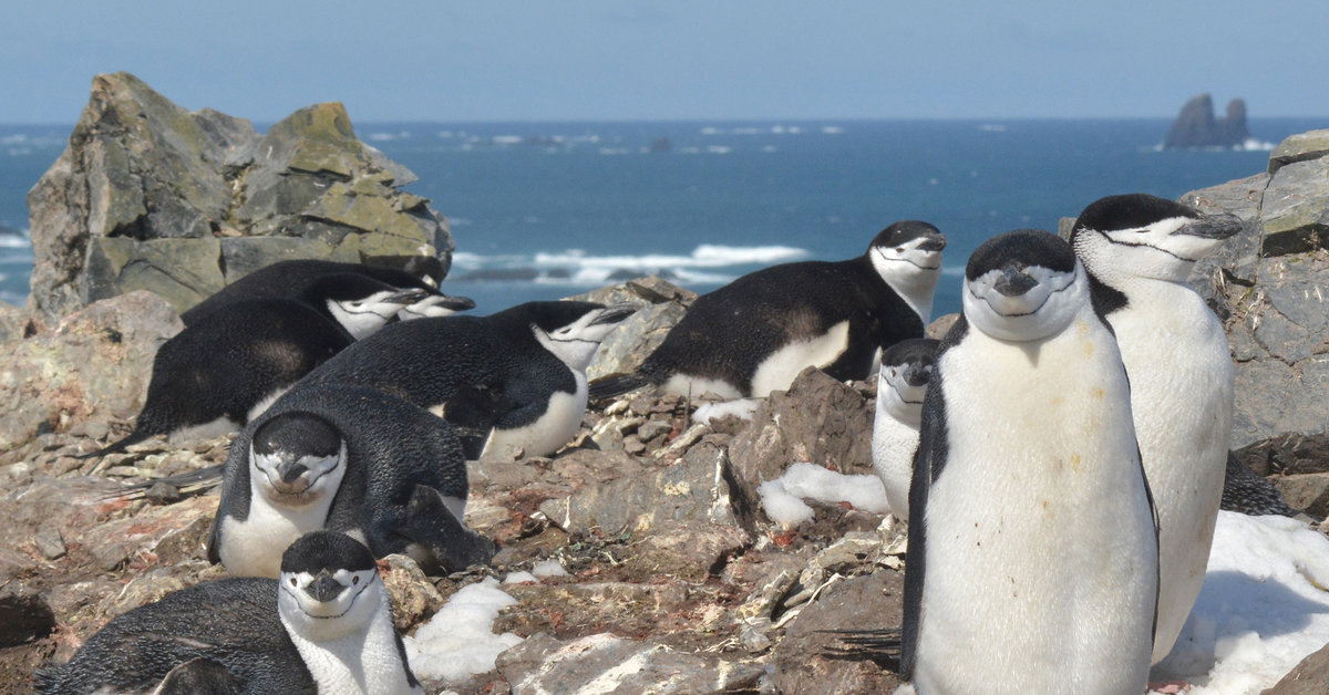 These nesting penguins nod off 10,000 times a day, for seconds at a time