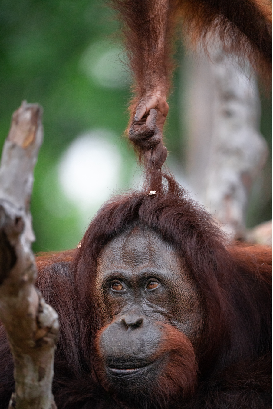 an orangutan pulling the hair of another