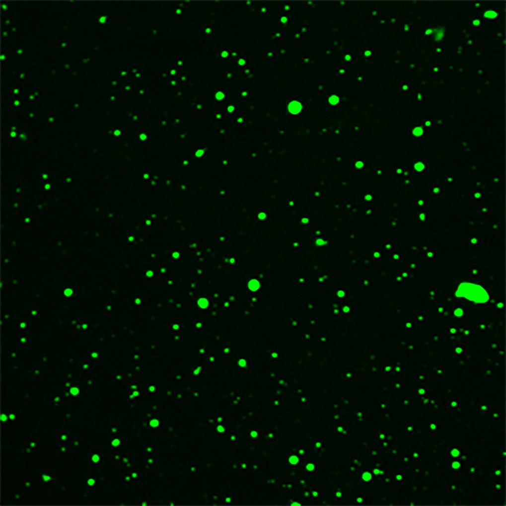 Substrate-induced droplet formation of a plant TIR domain in vitro: The Arabidopsis TIR domain protein RPP1 was fused with the fluorescent protein GFP so that the rapid droplet formation of the RPP1-GFP fusion protein can be visualized by fluorescence microscopy after addition of the substrates NAD+ or ATP in a test tube. The droplets are highly dynamic structures. 