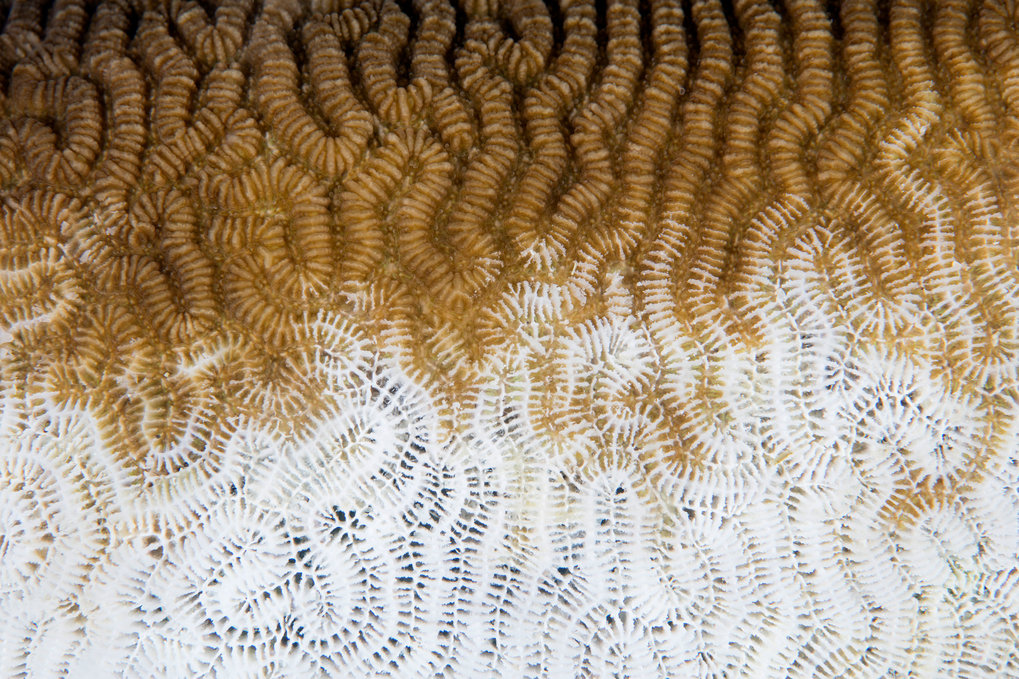 Coral Bleaching at the Solomon Islands in the Pacific Ocean in 2017.