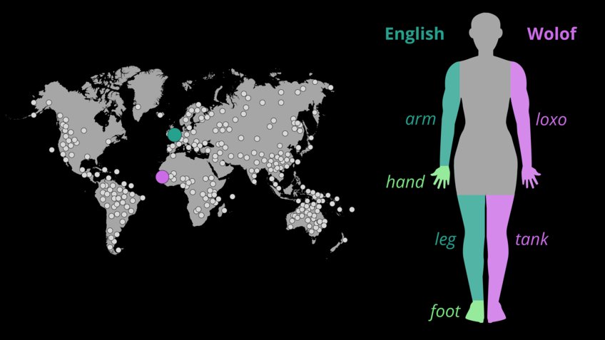 Illustration of the study’s language sample and the words for arm/hand and leg/foot in English and Wolof.