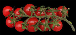 Tomatenfrüchte einer tetraploiden Tomatenpflanze (mit 48 Chromosomen), hergestellt durch Kreuzung zweier verschiedener MiMe-Elterntomaten. 