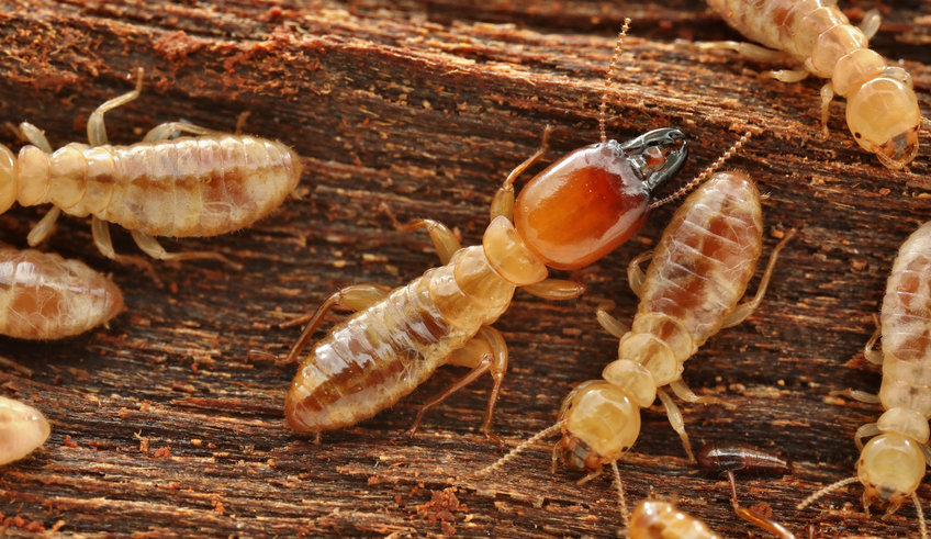 Porotermes adamsoni - one of the more original termite species that thrive exclusively on wood with the help of symbiotic microorganisms in their digestive tract.