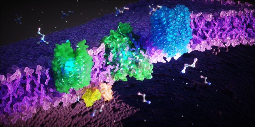 FLVCR proteins (green, blue) sitting in the cellular membrane (purple). These proteins transport the cellular building blocks ethanolamine and choline across the membrane.