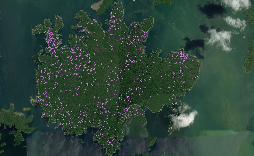 Purple dots overlaid on a birds-eye view of the rainforest, showing the location of all fruit trees