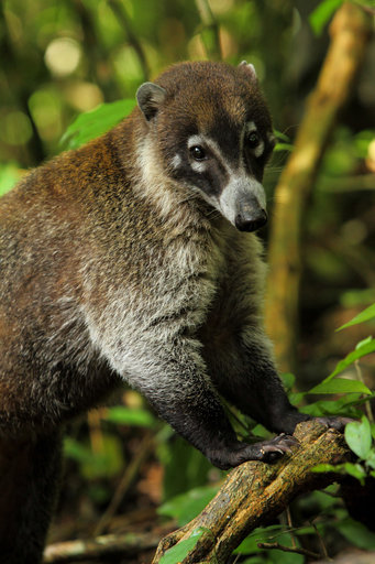 A coati in the forest