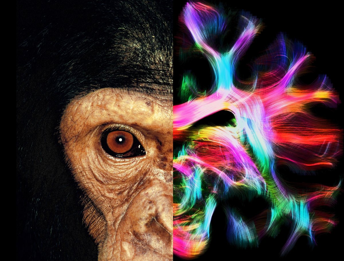 The question of how the human brain has developed over the course of evolution can possibly only be answered through comparisons with our closest livi