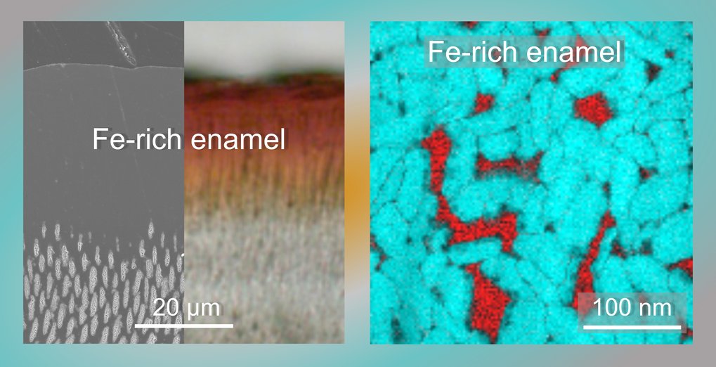 Abb. 2: Links: Rasterelektronenmikroskopische Aufnahme des geätzten Querschnitts eines Nagetier-Schneidezahns (links) im Vergleich zur optischen Aufnahme desselben Bereichs (rechts). Letztere zeigt den Effekt, dass die Farbe von der Zahnoberfläche durch den eisenreichen Zahnschmelz (Fe-rich enamel) ins Zahninnere hindurchscheint. Rechts: Die Elementkarten, gemessen mittels der Elektronenenergieverlust-spektroskopie von Kalzium (cyan) und Eisen (rot), zeigen eisenhaltige Taschen (rot) im eisenreichen Schmelz. 