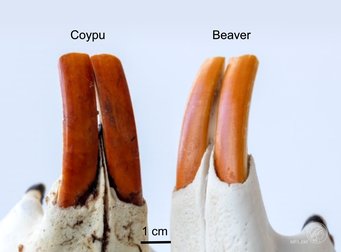 Abb. 1: Aufnahme der unteren Schneidezähne von Nutria (Coypu) und Biber (Beaver). 