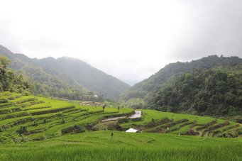 Rice is a staple food for large parts of the world's population. In the past, large areas of land were cleared to create rice terraces. Cultivation requires a lot of water and causes methane emissions that harm the climate.