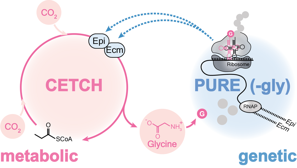 Cell-free system composed of interdependent metabolic (Cetch cycle, pink) and genetic (Pure, blue) levels that recursively interact with one another. Pure produces the missing enzymes for CO2 fixation (i.e. Epi and Ecm) by transcription and translation (TX-TL) of Epi and Ecm genes; Cetch utilizes such enzymes for synthesizing glycine from CO2, thus sustaining protein production. Enzyme abbreviations Epi, Ecm, and RNAP stand for methylmalonyl-/ethylmalonyl-CoA epimerase, ethylmalonyl-CoA mutase, and RNA polymerase respectively. 