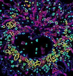 Eine vierteilige Multiorganelleneinheit in einem entzündlichen Mausmakrophagen. © MPI für Immunbiologie und Epigenetik / Rambold Laboratory