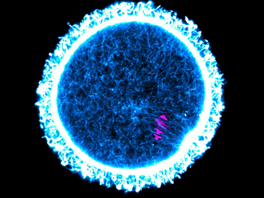 Extremely long-lived proteins in the ovary may keep egg cells healthy and preserve fertility for a long time. In the mouse egg cell shown here, the chromosomes are stained magenta and the cytoskeletal protein actin is stained blue and white.