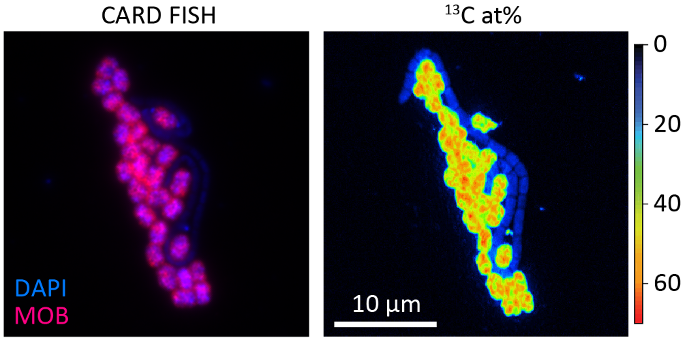 Left: Microscopic visualisation of aerobic methane-oxidizing bacteria (pink) and other microorganisms (blue) from Lake Zug using fluorescent probes. Right: Visualisation of heavy carbon atoms (13C) in the methane-oxidizing bacteria. The warmer the colour, the more 13C was taken up by the bacterial cells and the more active they were. 