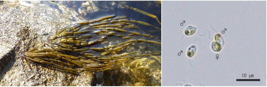 The brown algae field populations in the Sea of Japan, known as 'Amazons', consisted exclusively of females. 