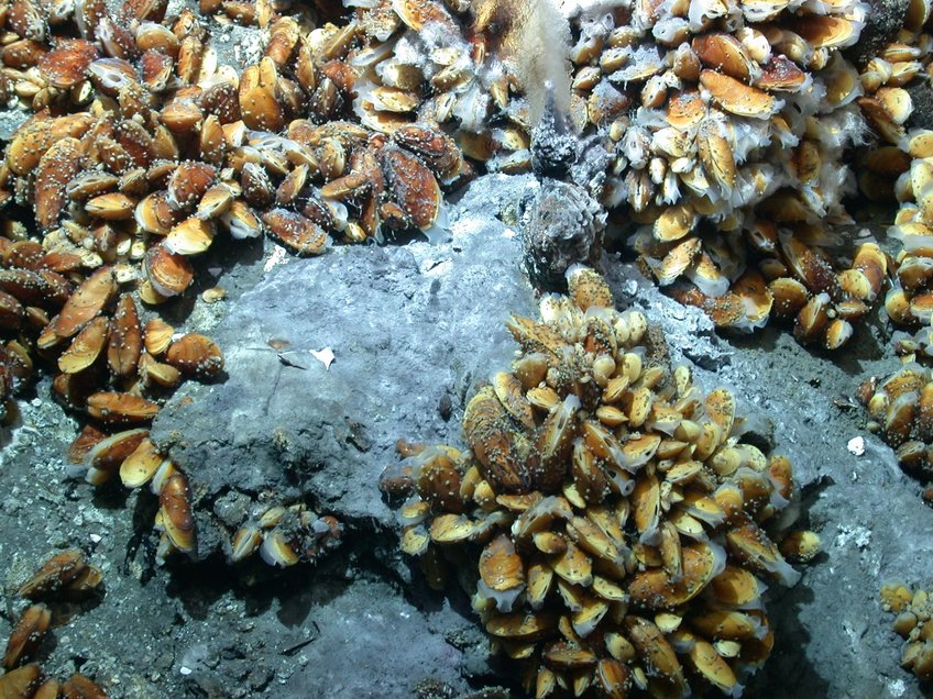 Deep-sea Bathymodiolus mussels are found worldwide at hydrothermal vents and cold seeps. The mussels live in symbiosis with beneficial bacteria that provide them with nutrition. The mussels also have a pathogenic bacterium that infects their nuclei. Intriguingly, the only cells not infected by the pathogen are those with symbiotic bacteria. 