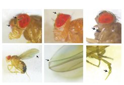 Durch TF-HighEvo induzierte Mutationen in vivo (durch Pfeile angezeigt) verbessern unser Verständnis von Genregulationsnetzwerken, eröffnen aber auch neue Wege für die experimentelle Evolution und das genetische Screening.