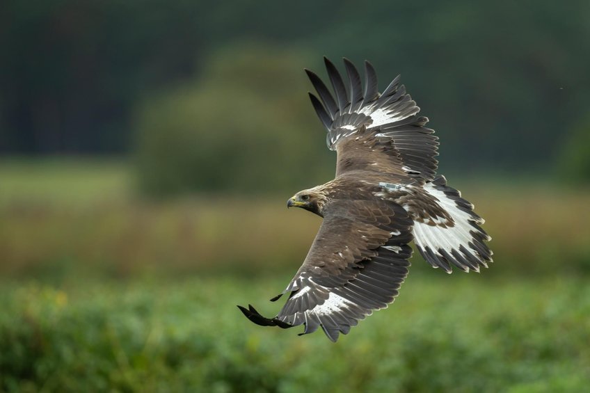 A juvenile golden eagle carrying a tracking device on its lower back. The data collected by the tracking device allows scientists to understand the development of flight behavior as the birds grow older.