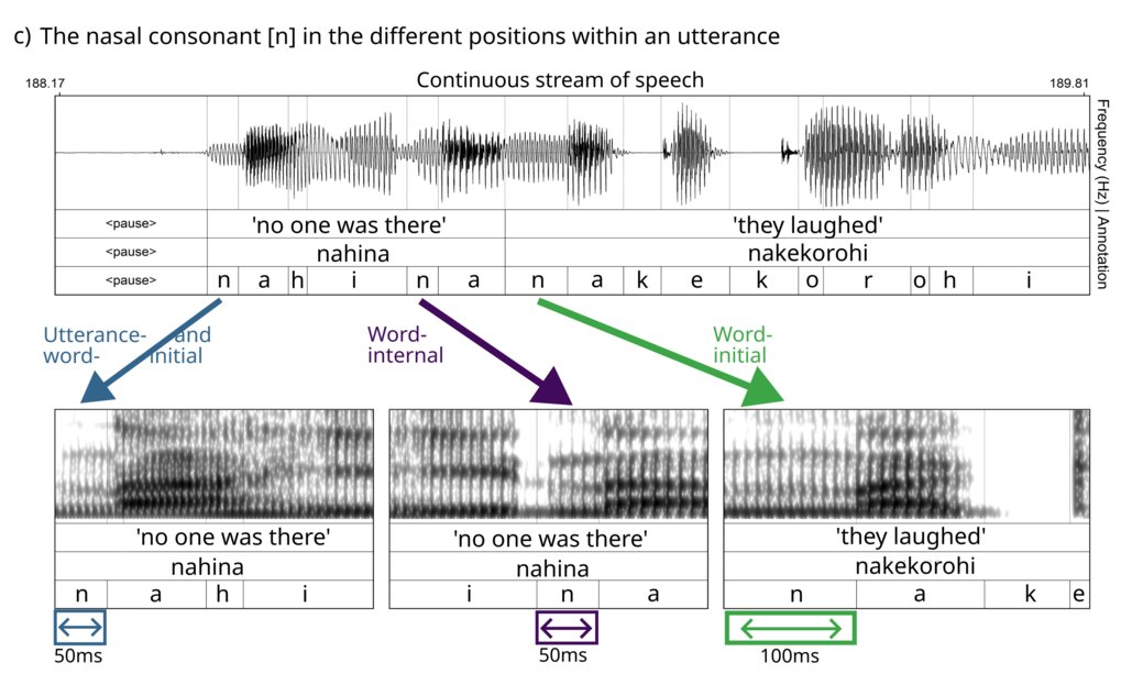 An example of word-initial lengthening in Mojeño Trinitario, an Arawakan language spoken in the Amazon region of Bolivia. The word-initial /n/ (100ms) is significantly longer than the /n/ in the word-medial (50ms) and utterance-initial (50ms) positions.