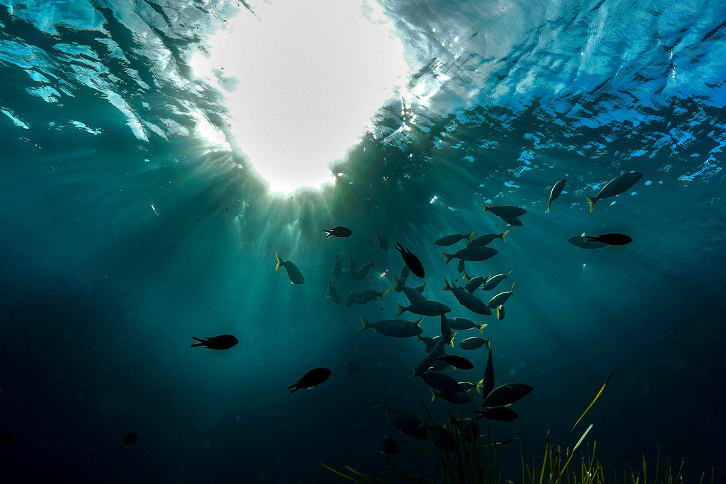 fish swimming in water with light shining down