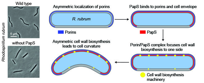 The cells of R. rubrum (wild type) are naturally spirally curved. Without the gene that codes for the lipoprotein PapS, they take on a straight shape. The curvature of the cells is achieved by a helically coiled structure of porins in the outer cell membrane, which form a stable interaction with the lipoprotein PapS. These proteins accumulations enclose the biosynthetic machinery that is responsible for the formation of the cell wall and thus lead to locally increased cell elongation, causing the cell body to distort into a spiral shape.  