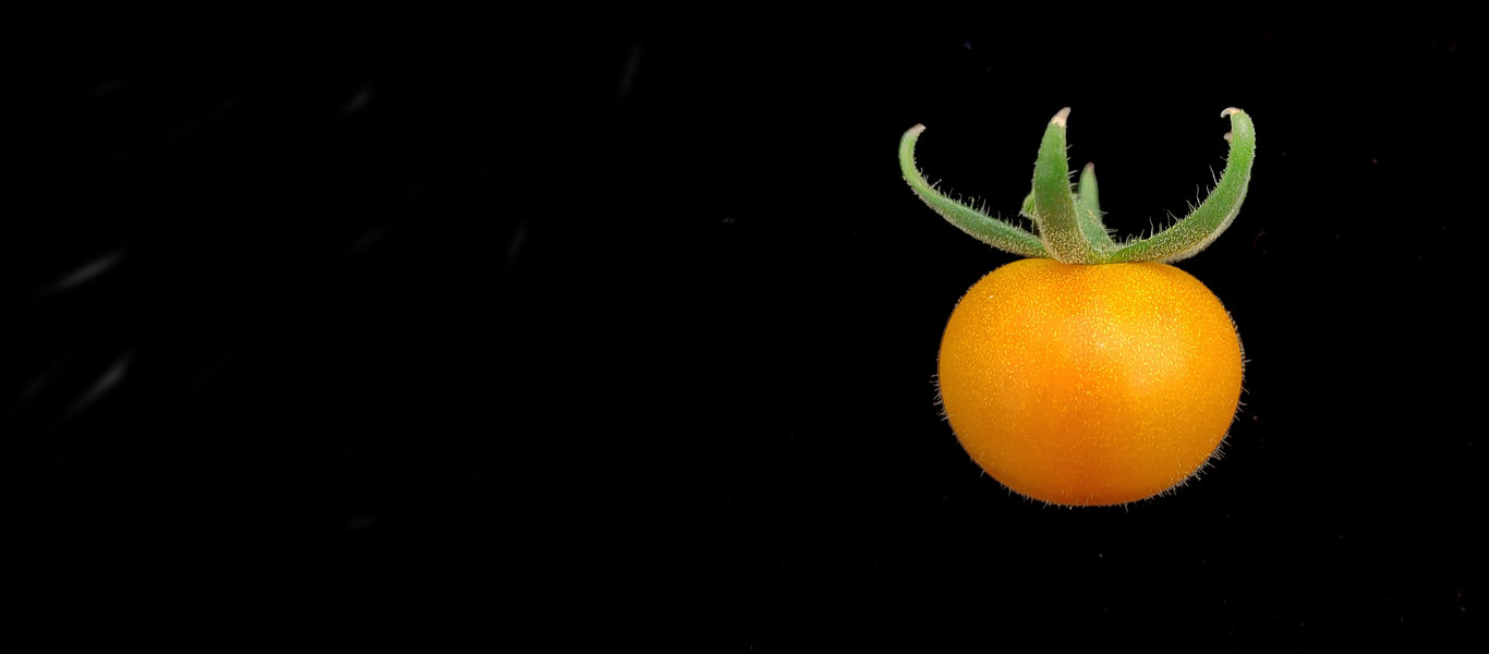 Eine gelb-orange Tomate auf einem schwarzen Hintergrund.