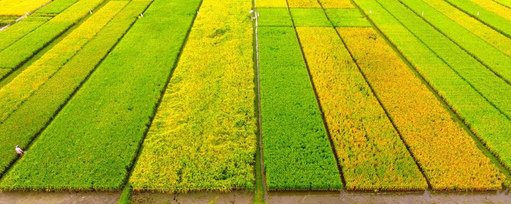 Rice fields at the International Rice Research Institute, where various rice lines are cultivated.