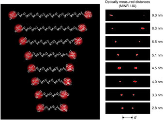 Polyprolines of different lengths, relatively stiff polypeptides, served as intramolecular 