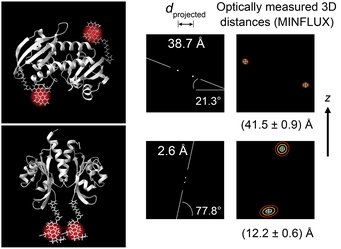 Two identical subunits of the bacterial citrate sensor in antiparallel (top) and parallel (bottom) arrangement. Optical 3D position measurements with MINFLUX detect the two states of the dimer formed by the subunits by very precisely measuring the distances between the fluorescent molecules at the protein ends. The ellipses show the measurement uncertainty of the two positions (1, 2 and 3 sigma). 