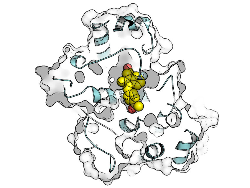 An active substance binds to its cellular target structure. 