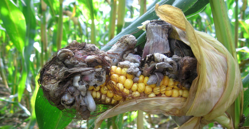 The photo shows a yellow corn cob affected by a blackish fungus. 