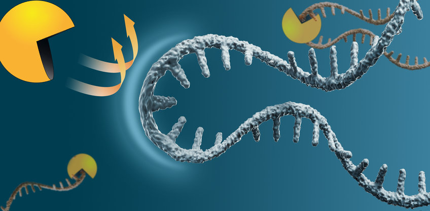 Messenger RNA (blue) is protected from degradation (yellow). 