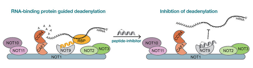 活性物質がmRNAの分解を防ぐ(Active substance prevents mRNA degradation)