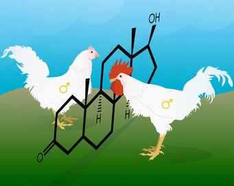 Two roosters face each other, with the chemical symbol for testosterone between them. The left rooster is missing the comb and wattles compared to the right rooster.