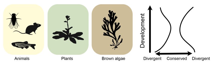 Algal embryos pass through a mid-embryo bottleneck, as seen in animals and plants, characterised by morphological and molecular conservation. 