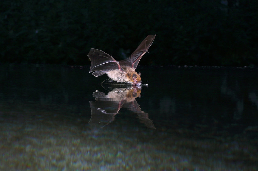 エコーロケーションをするコウモリはナビゲーションのために音響認知地図を使う(Echolocating bats use an acoustic cognitive map for navigation)