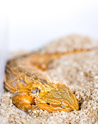 A sleeping lizard. (Australian bearded dragon Pogona vitticeps). 