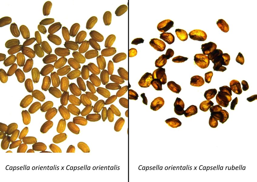 Viable seeds produced by Capsella orientalis on the left side and collapsed, non-viable seeds produced by crossing Capsella orientalis with its near relative Capsella rubella. A lack of maternal small RNA was found responsible for this discrepancy in seed quality.