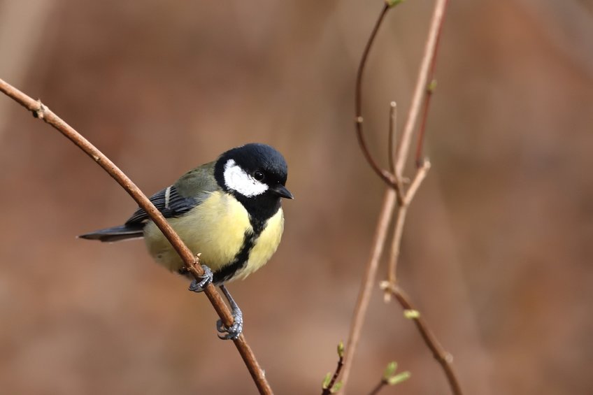 Great tit.