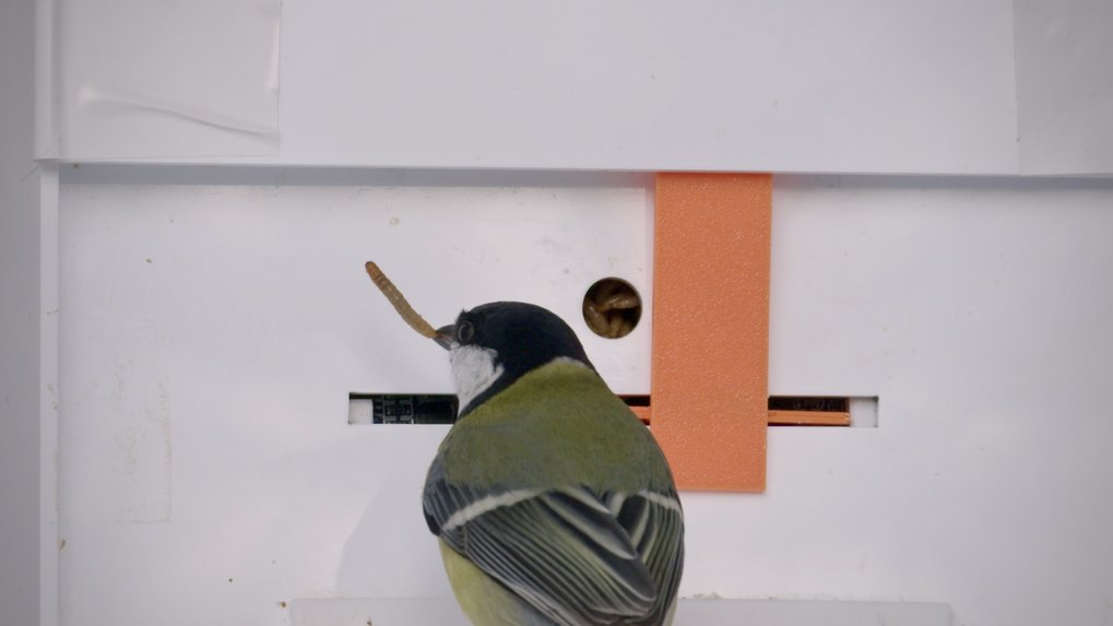 Bird in front of puzzle box