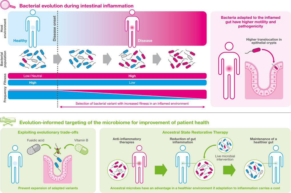 Bacterial evolution in an inflamed intestine