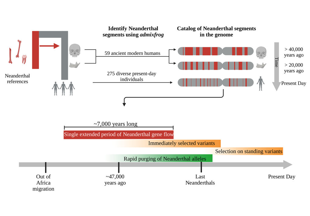 The researchers identified regions with Neandertal ancestry in over 300 individuals. They assessed sharing of segments, inferred gene flow, and looked at variation to identify candidates for positive and negative selection.