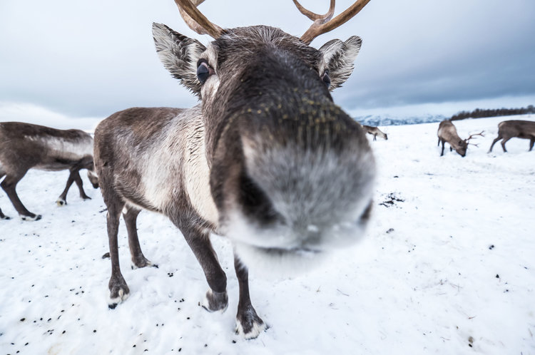 In der Weihnachtszeit haben Rentiere viel Muße