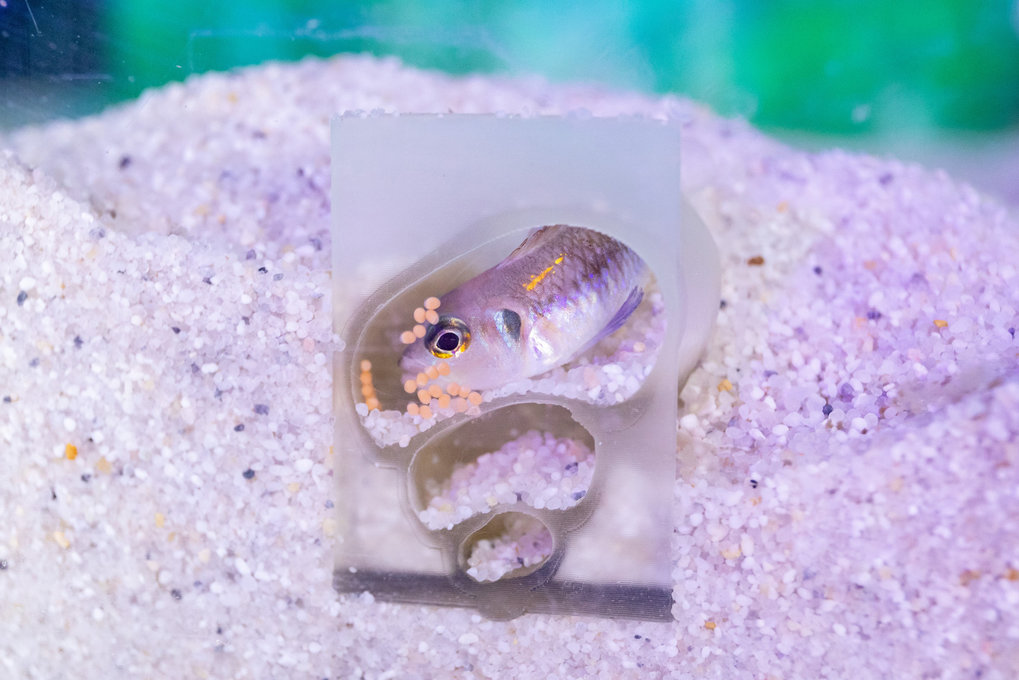 A cichlid and orange-coloured eggs are in a snail shell, which is open at the front and buried in sand.