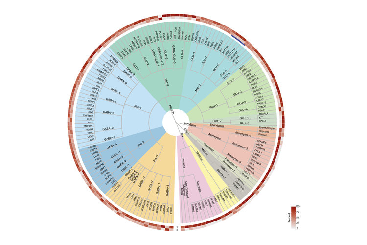 Zellatlas des menschlichen Hypothalamus