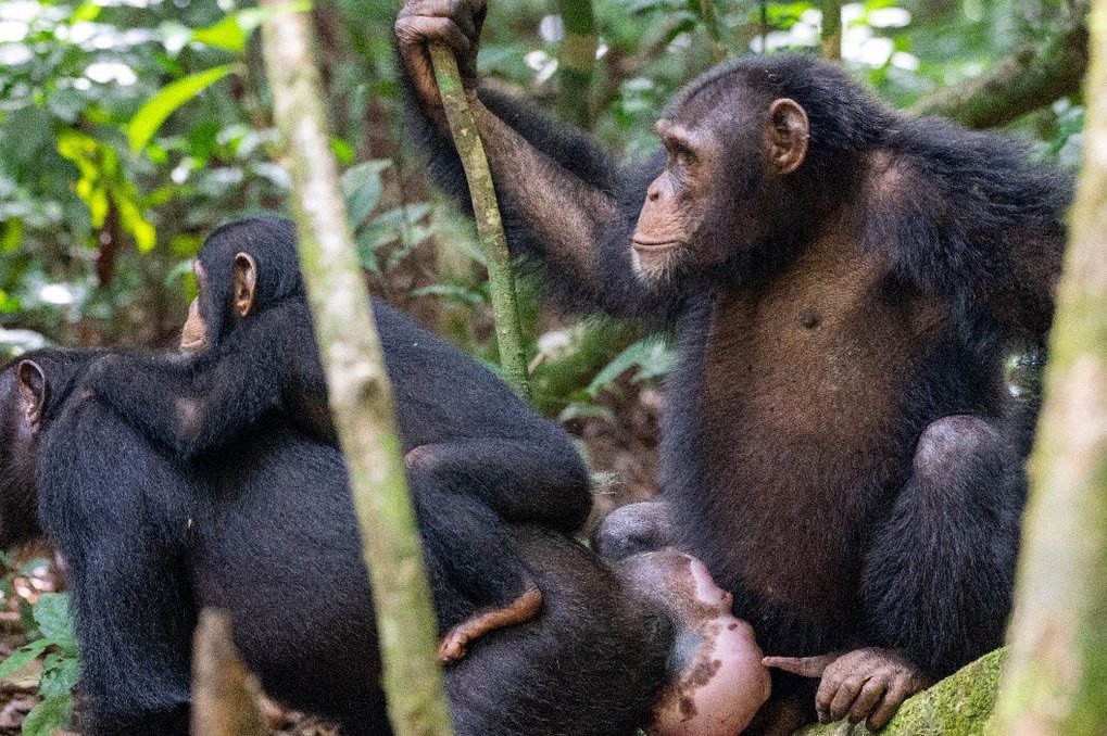 Researchers find evidence that human illegal activities may have altered the cultural behaviour of chimpanzees.