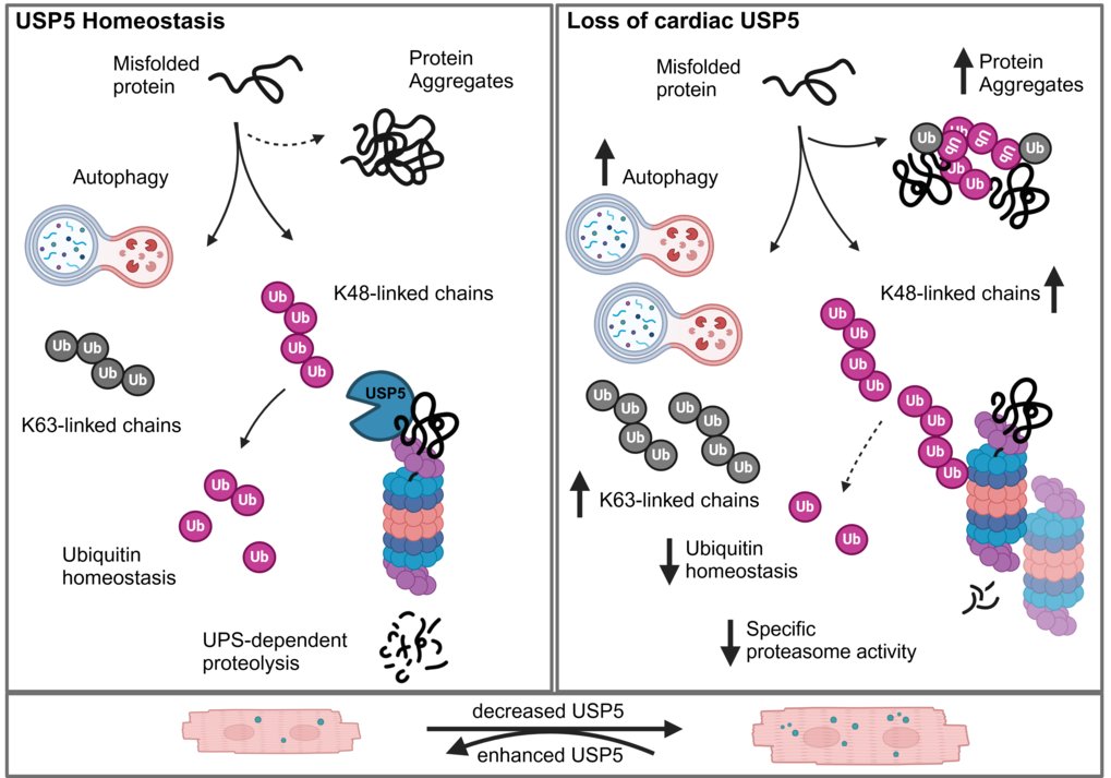 Schematic representation of the mode of action of USP5 in the heart. In the healthy heart, USP5 organises the recycling of defective proteins. If the USP5 concentration is too low, recycling no longer works. This leads to damaged heart muscle cells and thus to dilated cardiomyopathy.