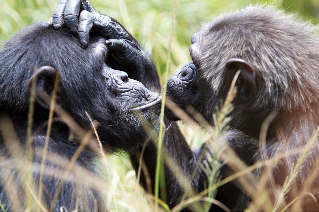 Superior memory for social events is a trait shared by humans and great apes. However, only humans show this effect from infancy.