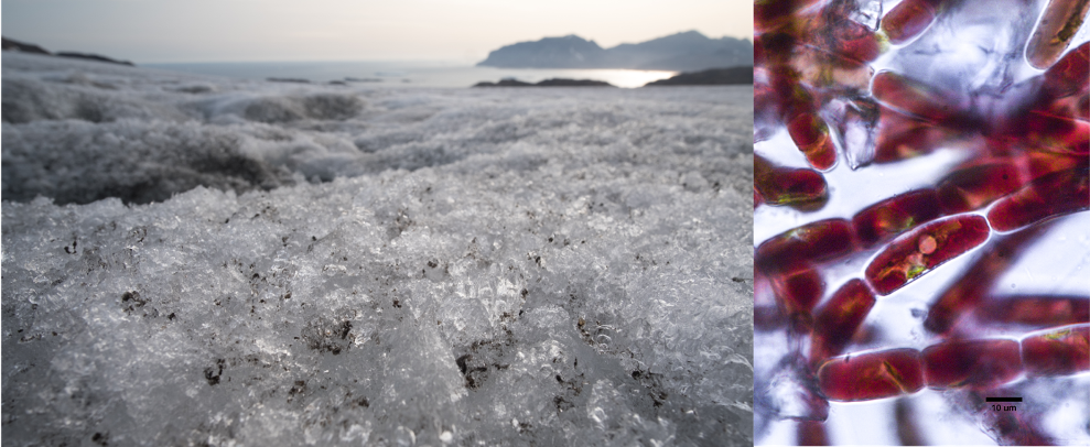 The small algae form dark spots on the ice. Their dark coloring is clearly visible under the microscope 